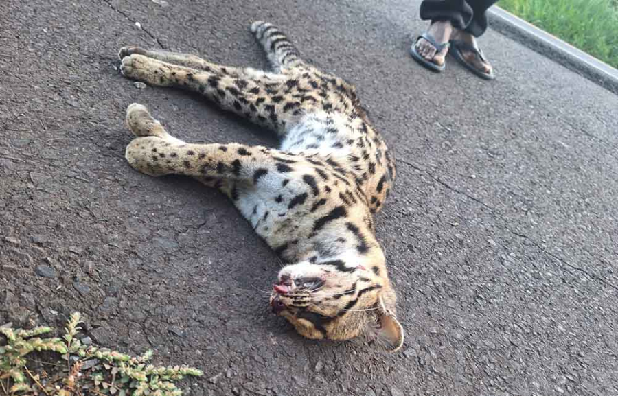 Jaguatirica morre atropelada na SP-270, próximo a Piraju